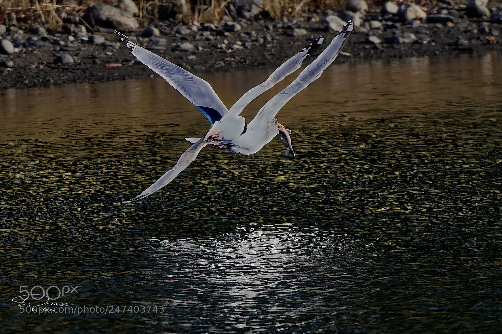 Nikon D500 sample photo. High speed chase photography