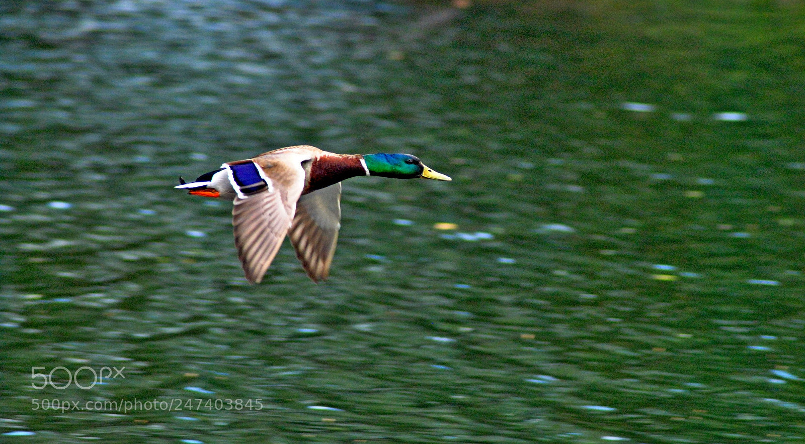 Nikon D3000 sample photo. Flying colours photography