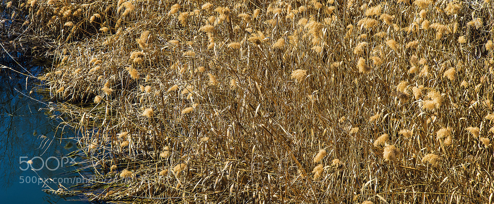 Nikon D610 sample photo. Amarillo photography