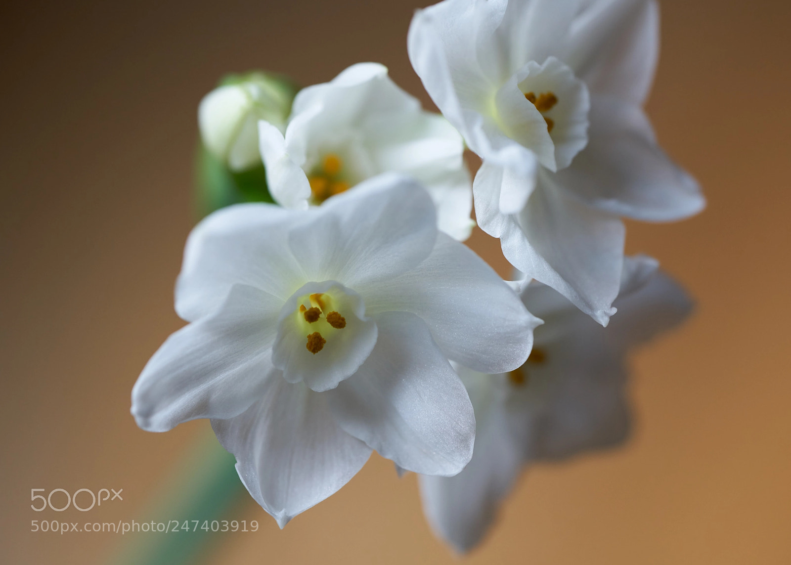 Sony a7R II sample photo. Paperwhite ziva photography