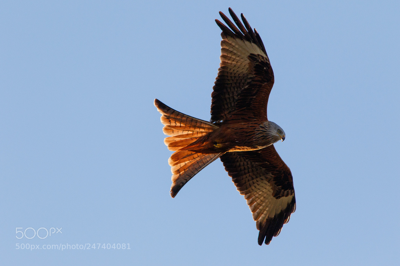 Canon EOS 7D Mark II sample photo. Red kite in flight photography