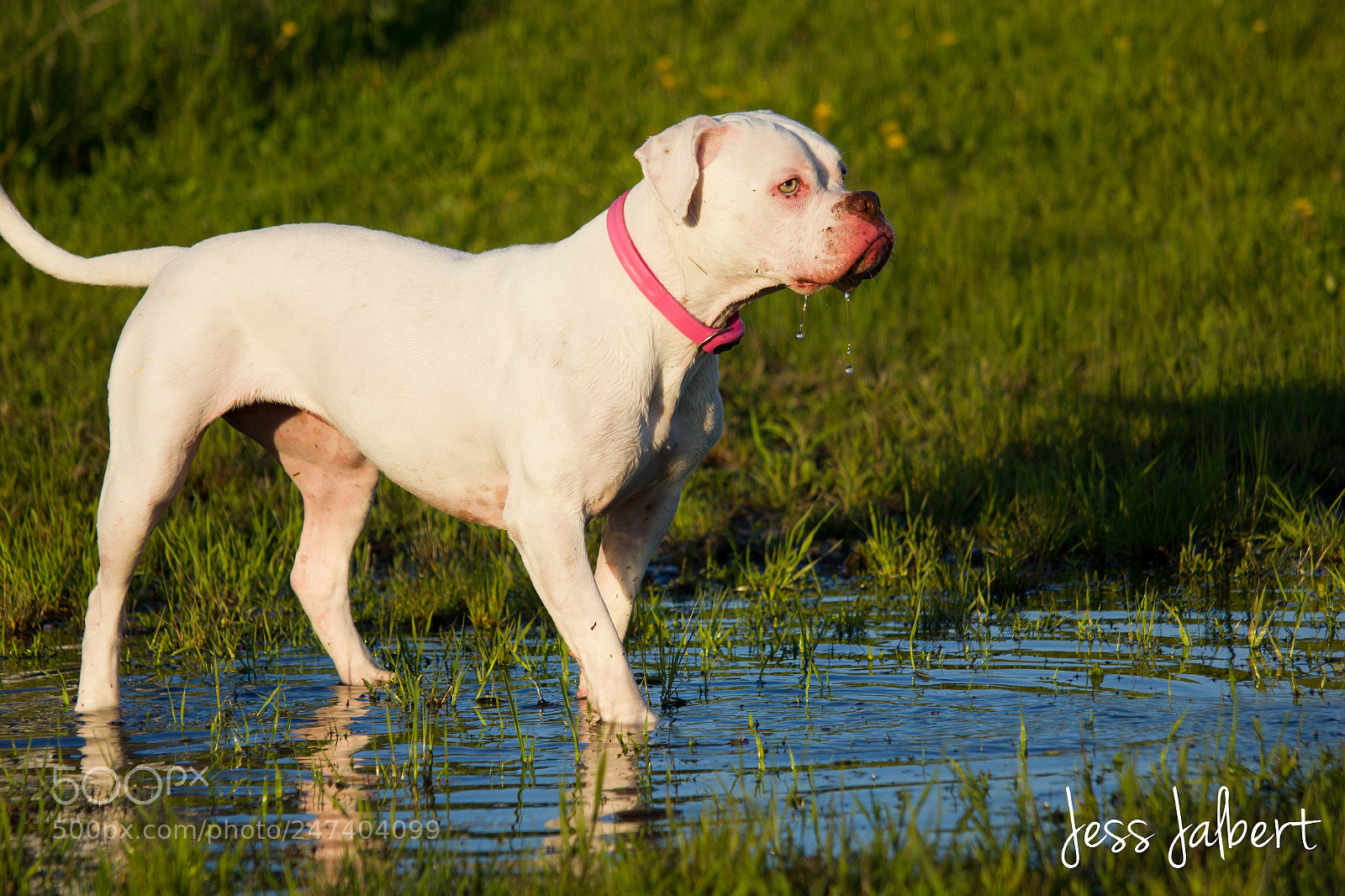 Canon EOS 550D (EOS Rebel T2i / EOS Kiss X4) sample photo. Dog in puddle photography