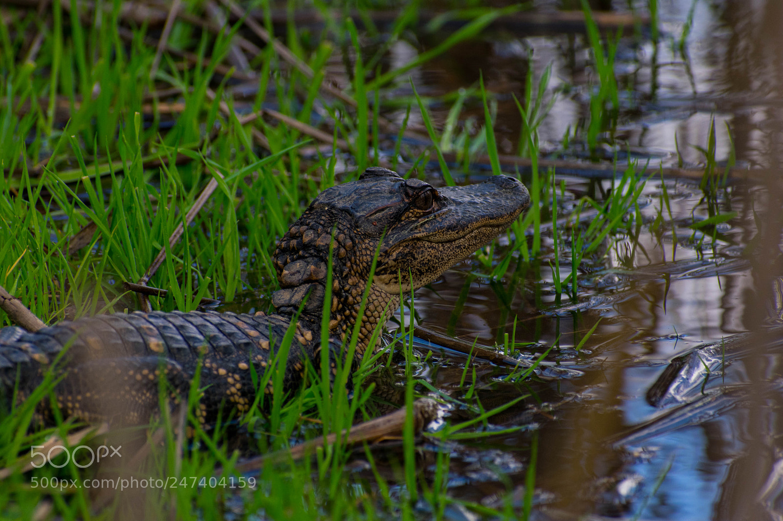 Nikon D3400 sample photo. Baby alligator photography