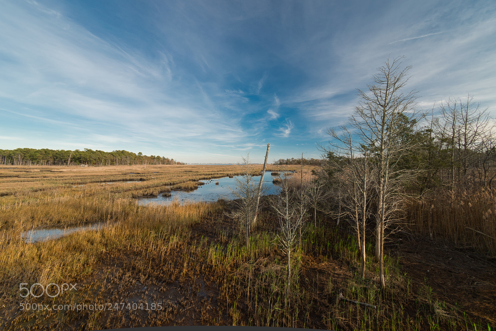 Nikon D5600 sample photo. Cattus island butterfly bogs photography
