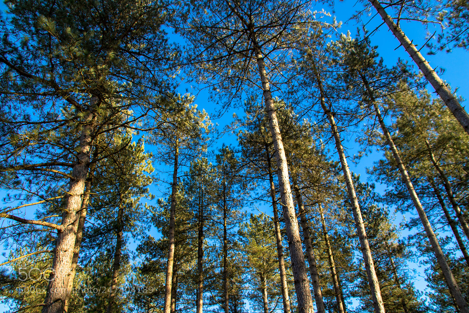 Canon EOS 77D (EOS 9000D / EOS 770D) sample photo. Forest treetops photography