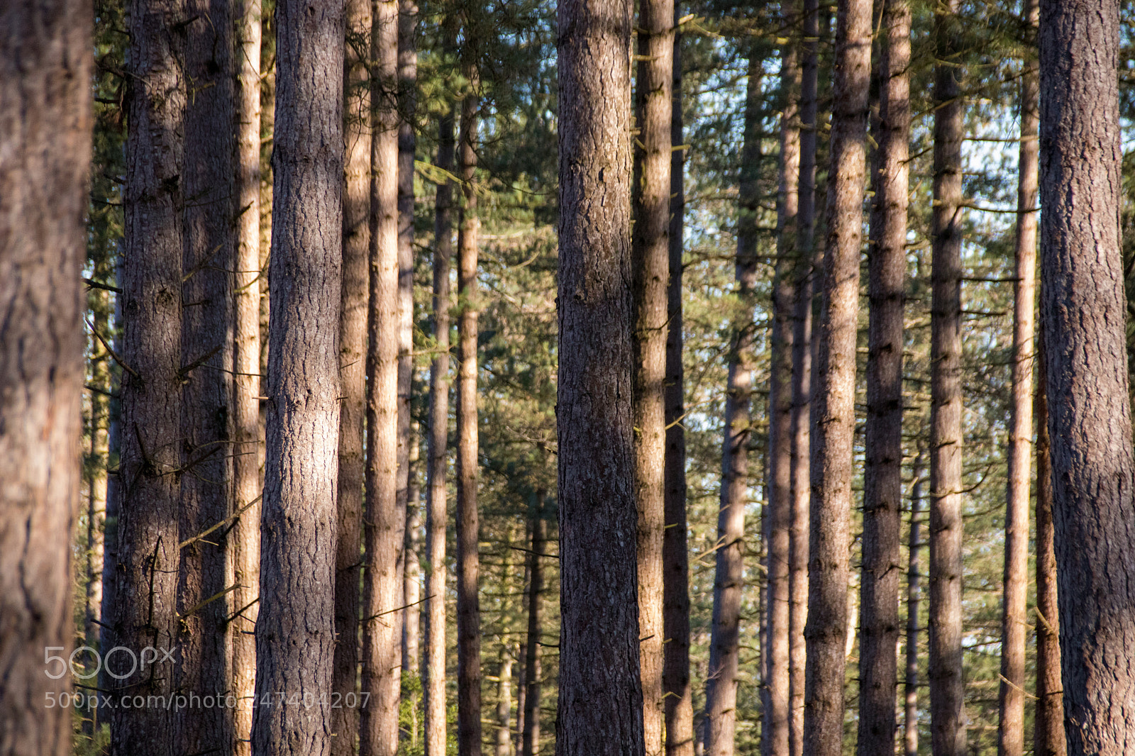 Canon EOS 77D (EOS 9000D / EOS 770D) sample photo. Tree trunks photography