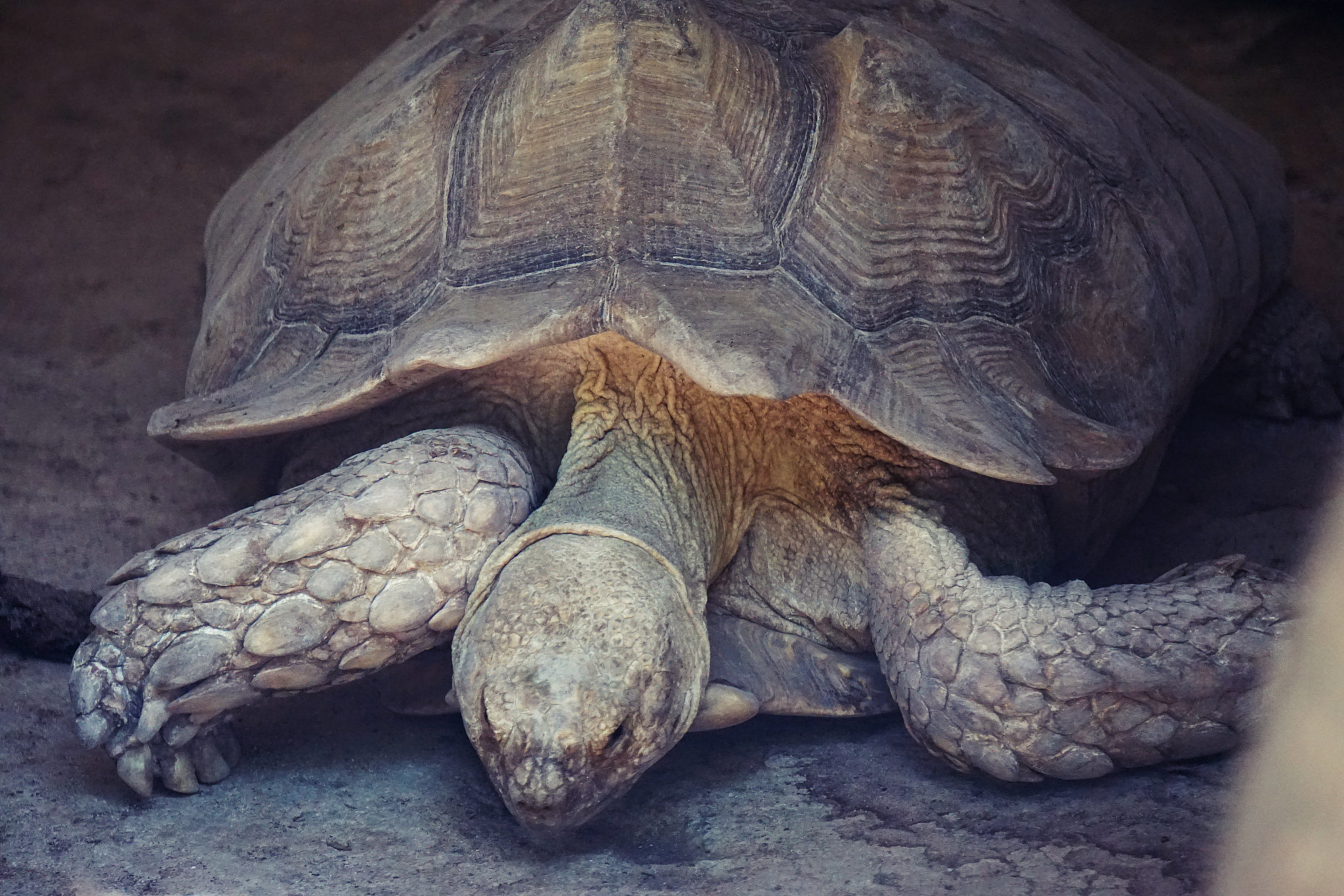 Sony E 55-210mm F4.5-6.3 OSS sample photo. Mr. turtle... old turtle photography