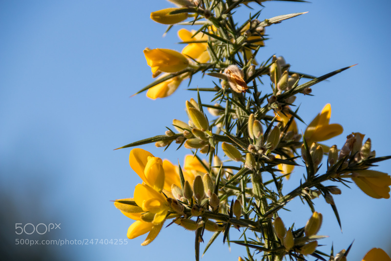 Canon EOS 77D (EOS 9000D / EOS 770D) sample photo. Gorse bush photography