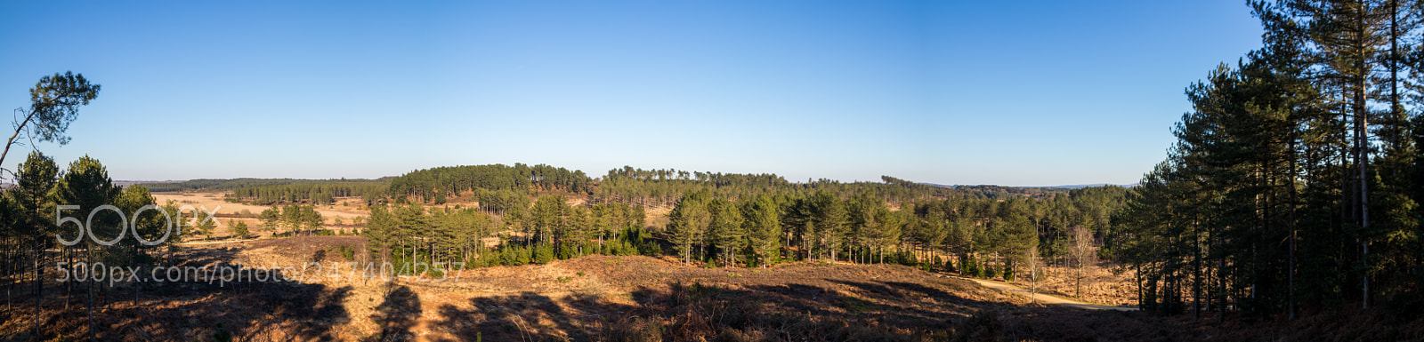 Canon EOS 77D (EOS 9000D / EOS 770D) sample photo. Forest panorama photography