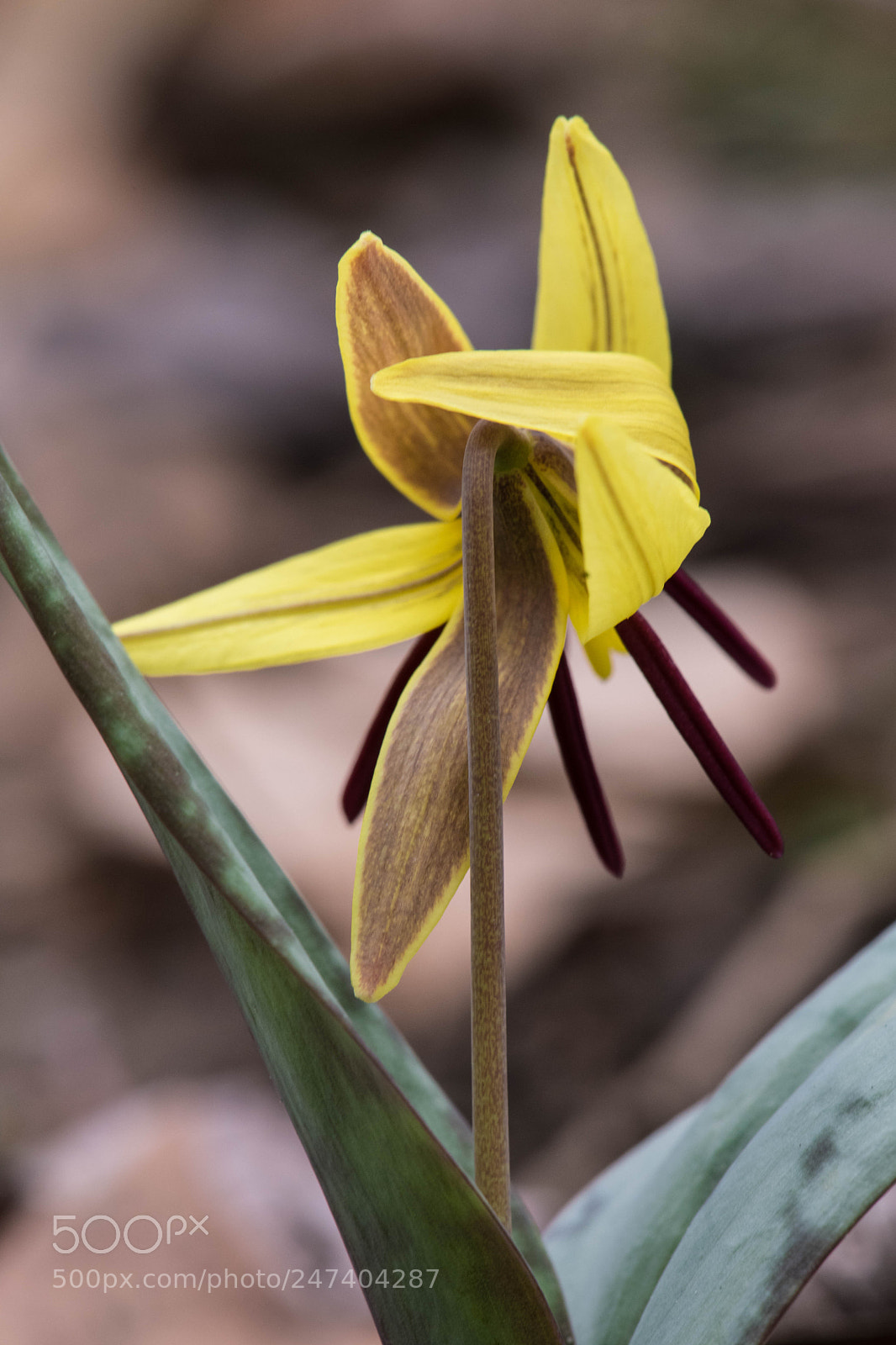 Nikon D850 sample photo. An early wildflower yesterdayat photography