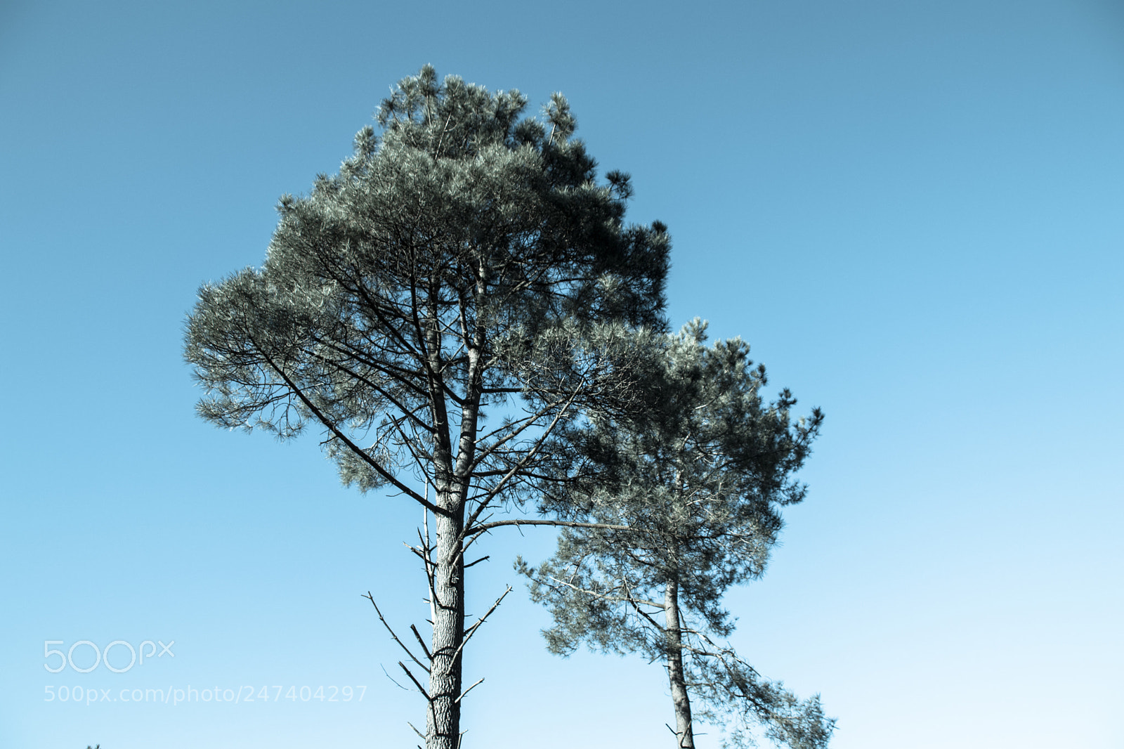 Canon EOS 77D (EOS 9000D / EOS 770D) sample photo. Two cold tone trees photography