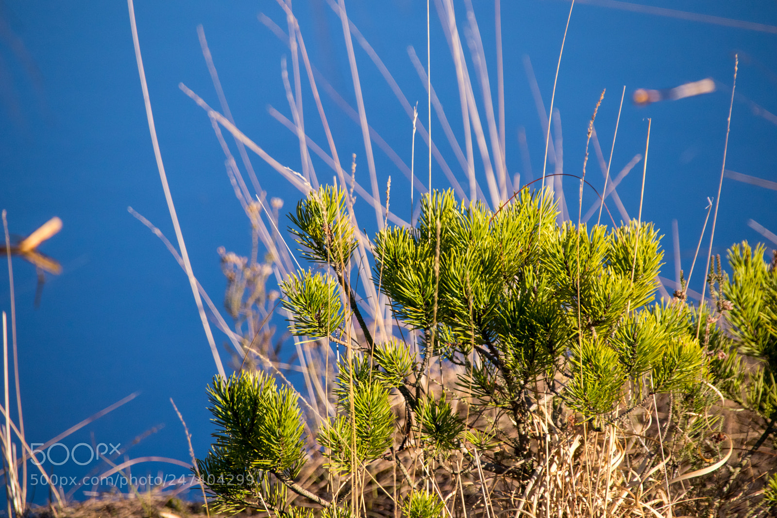 Canon EOS 77D (EOS 9000D / EOS 770D) sample photo. Small fern bush photography