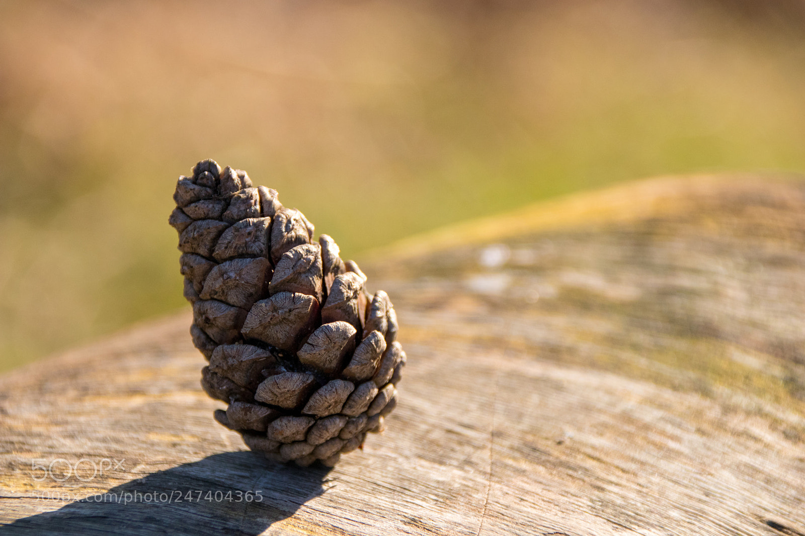 Canon EOS 77D (EOS 9000D / EOS 770D) sample photo. Pine cone photography
