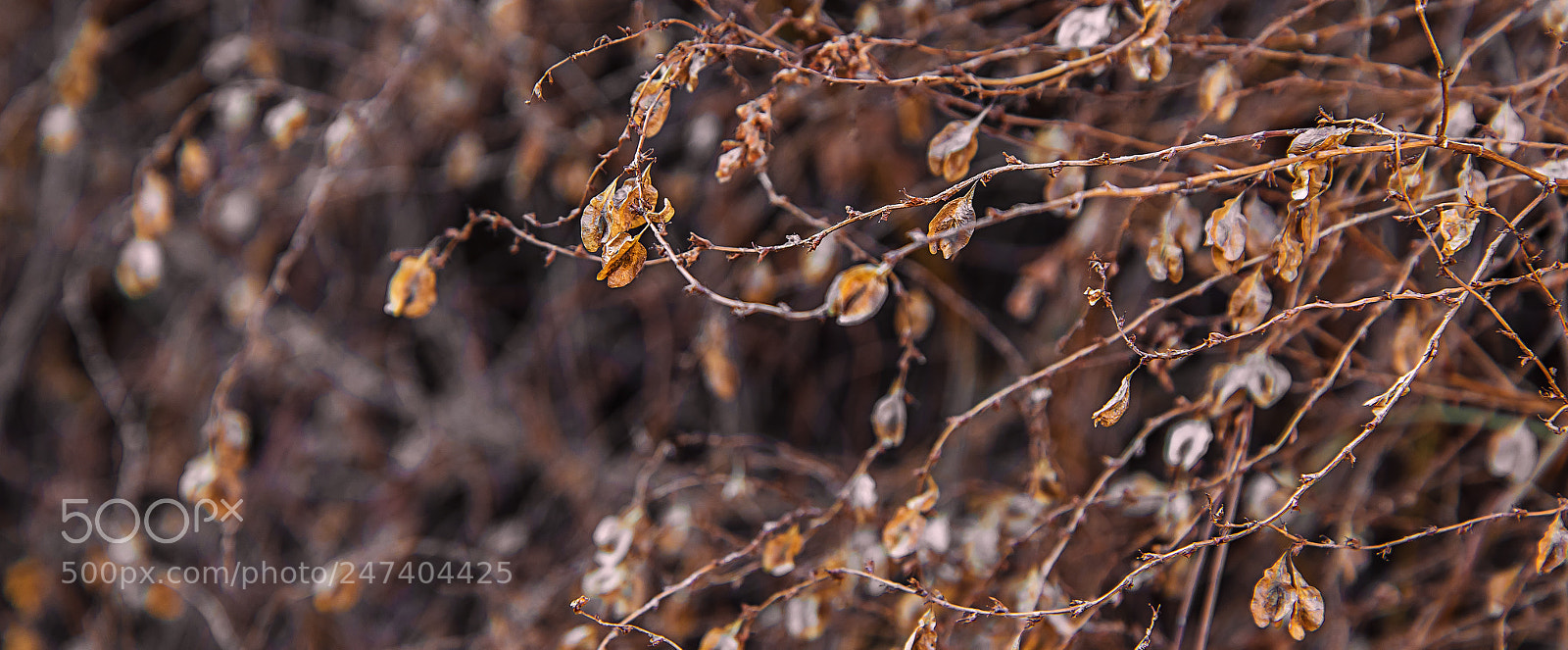 Nikon D610 sample photo. Marrón photography