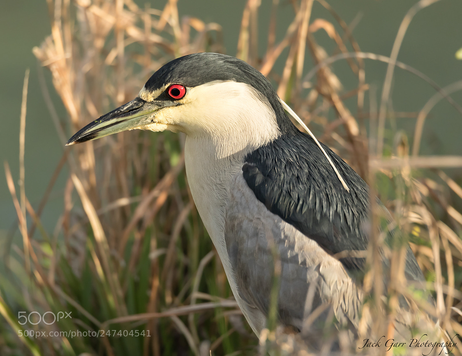 Canon EOS-1D X Mark II sample photo. Adult black-crowned night-heron profile photography