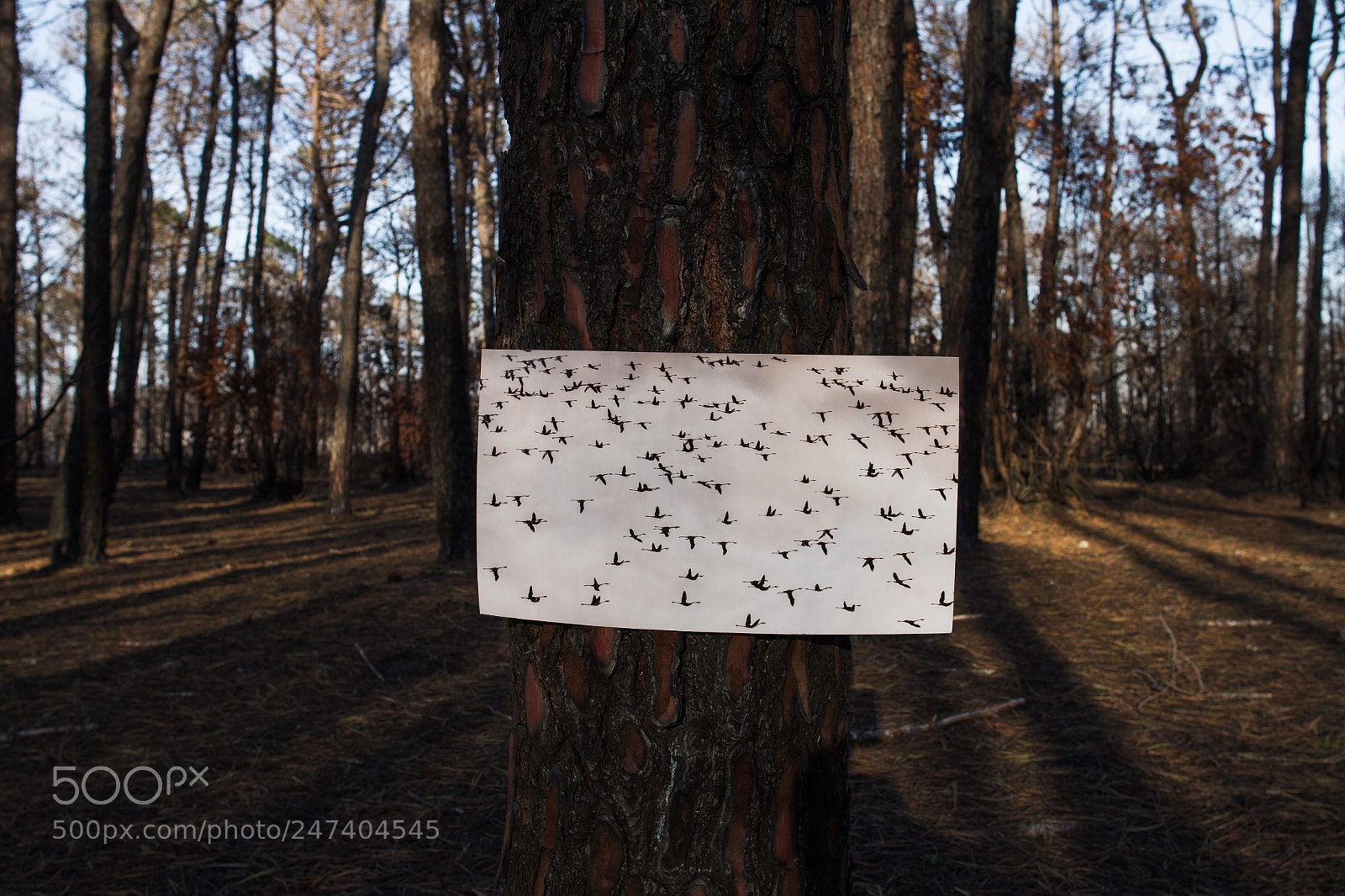 Canon EOS 7D sample photo. Forest fires in portugal photography