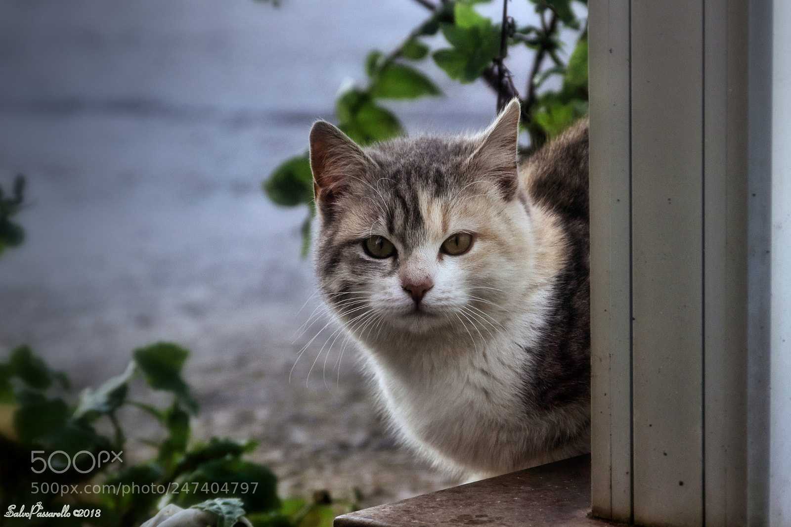 Canon EOS 100D (EOS Rebel SL1 / EOS Kiss X7) sample photo. Hello dear friend salvo photography