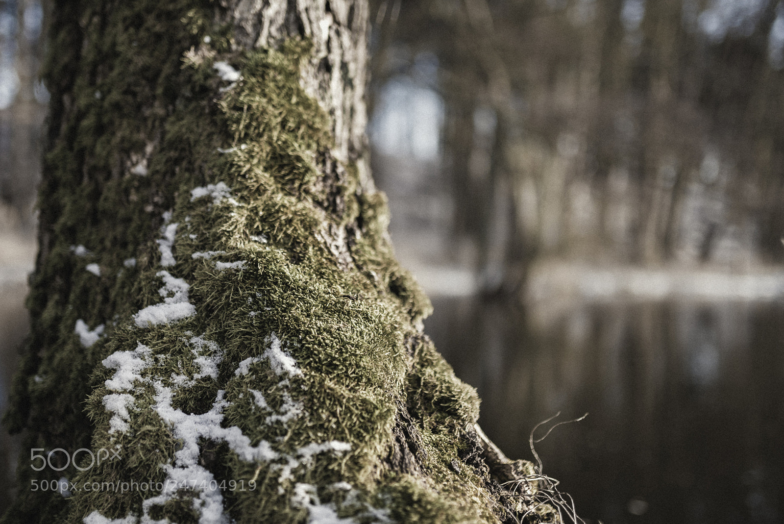 Nikon D800 sample photo. Wintermood photography