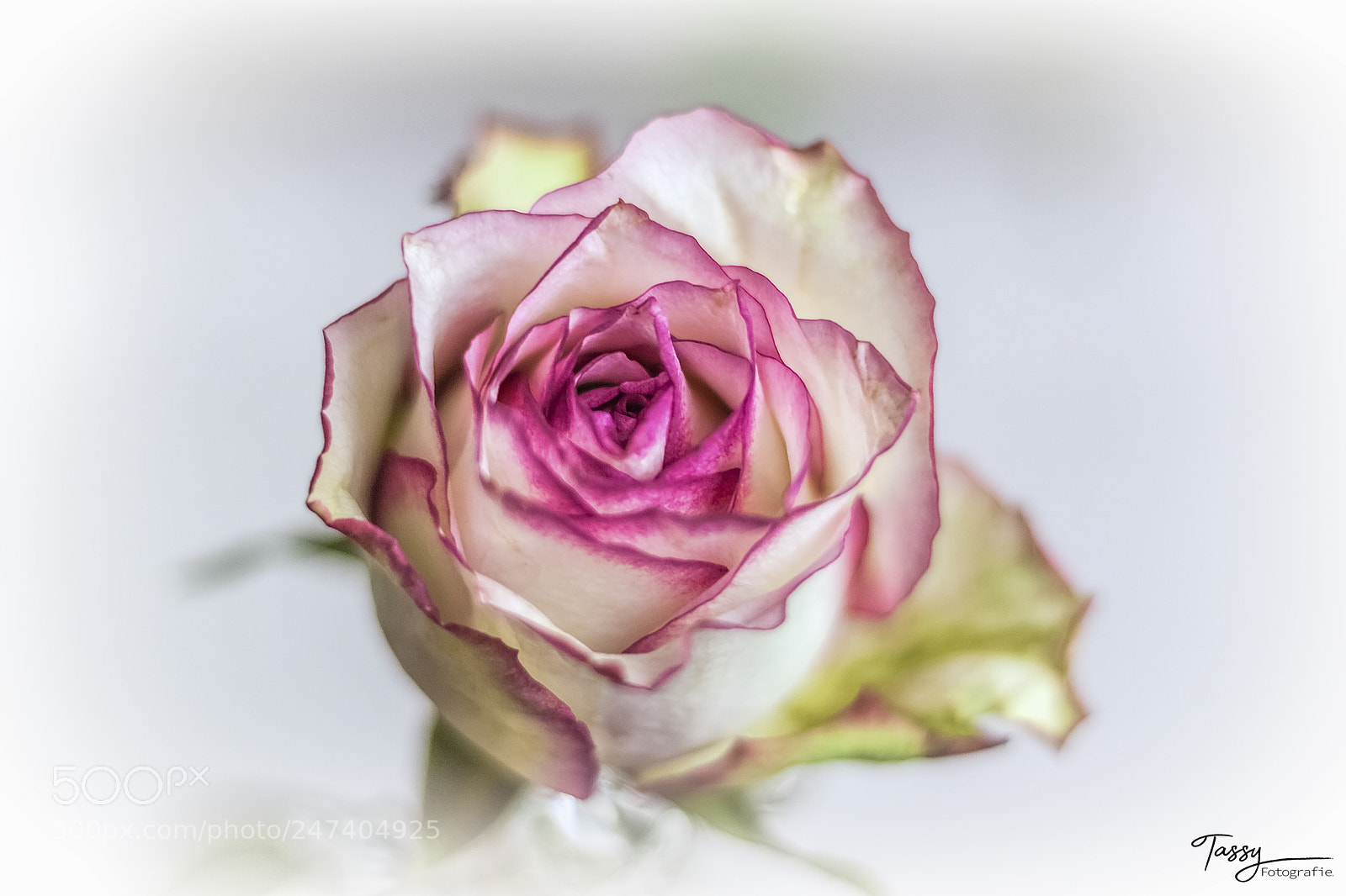 Canon EOS 500D (EOS Rebel T1i / EOS Kiss X3) sample photo. Lichte roos photography