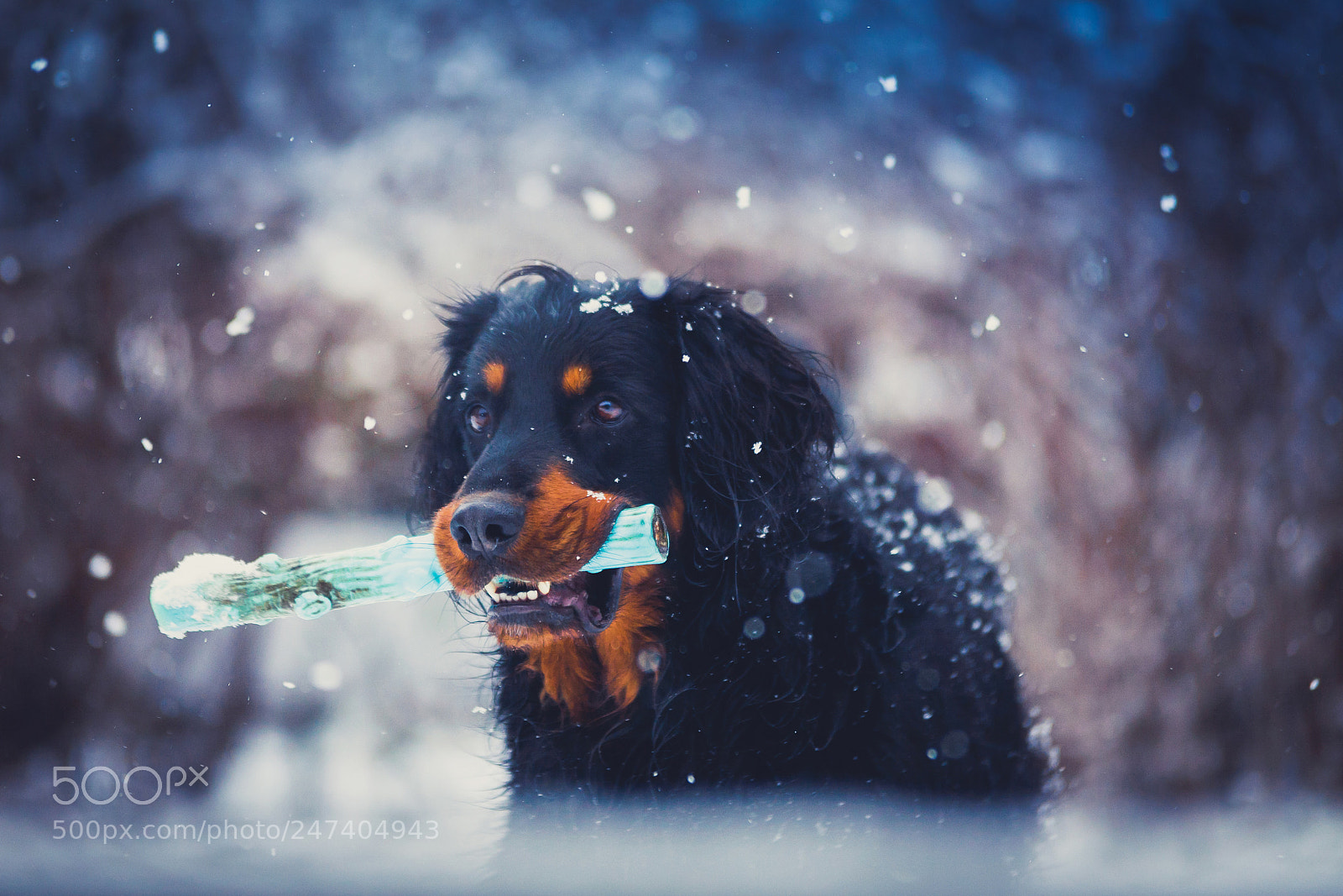 Canon EOS 5D sample photo. Cold winter - warm photography