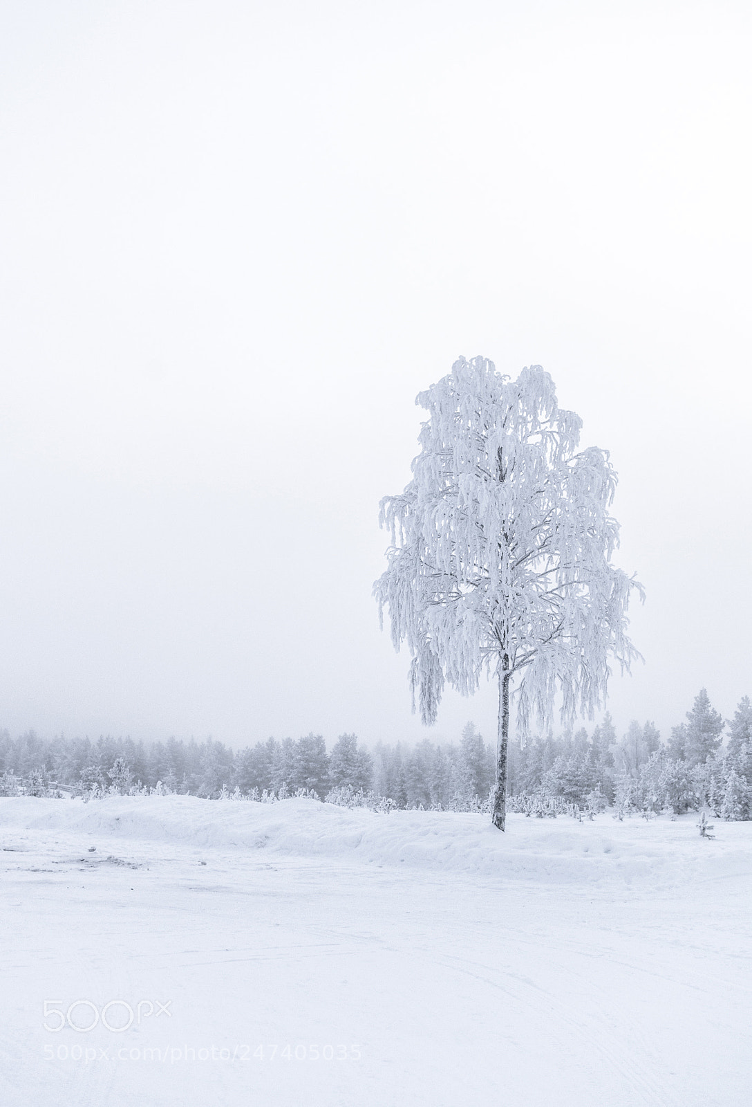 Pentax K-30 sample photo. Winter lapland tree photography