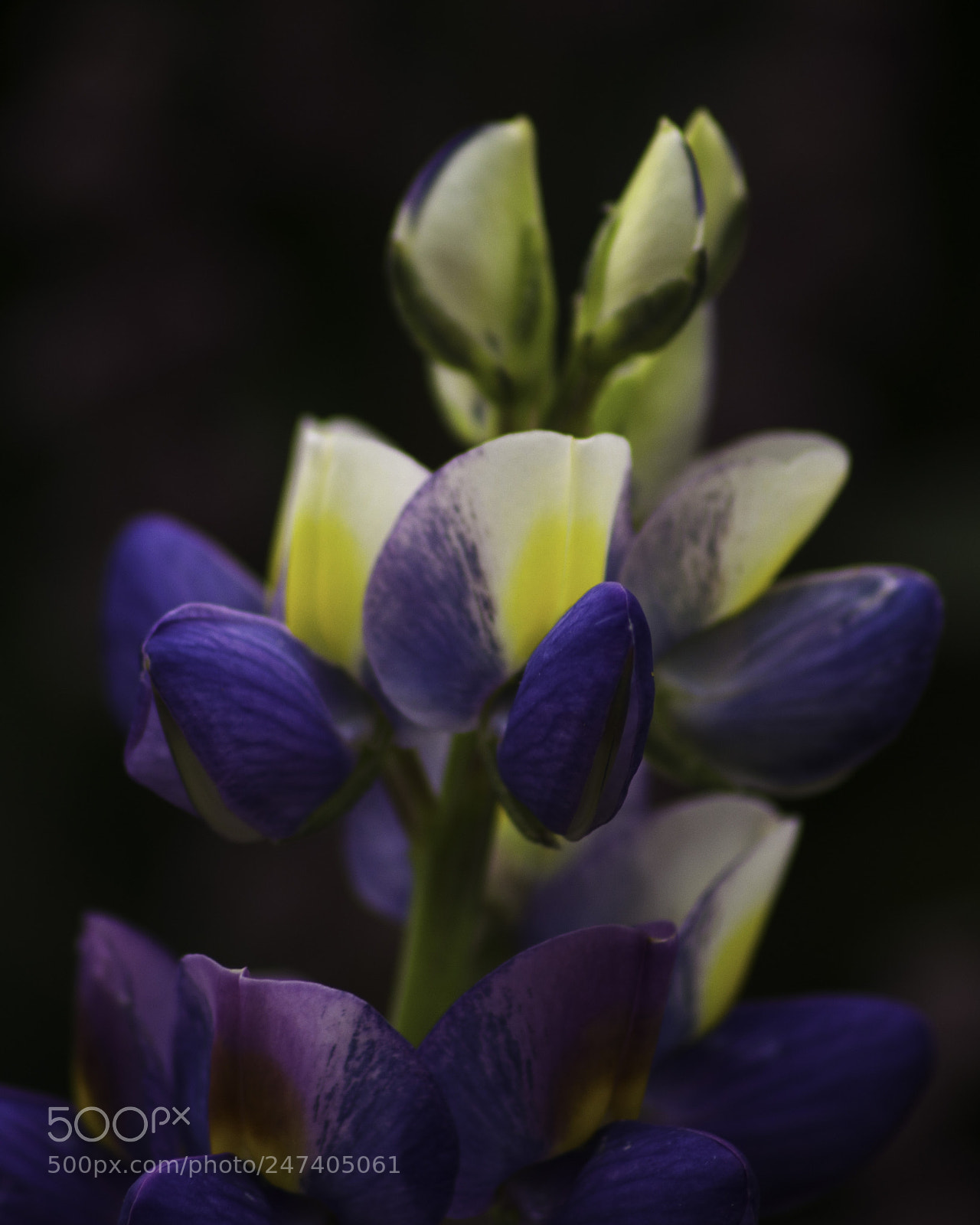 Nikon D5100 sample photo. Chocho flower photography