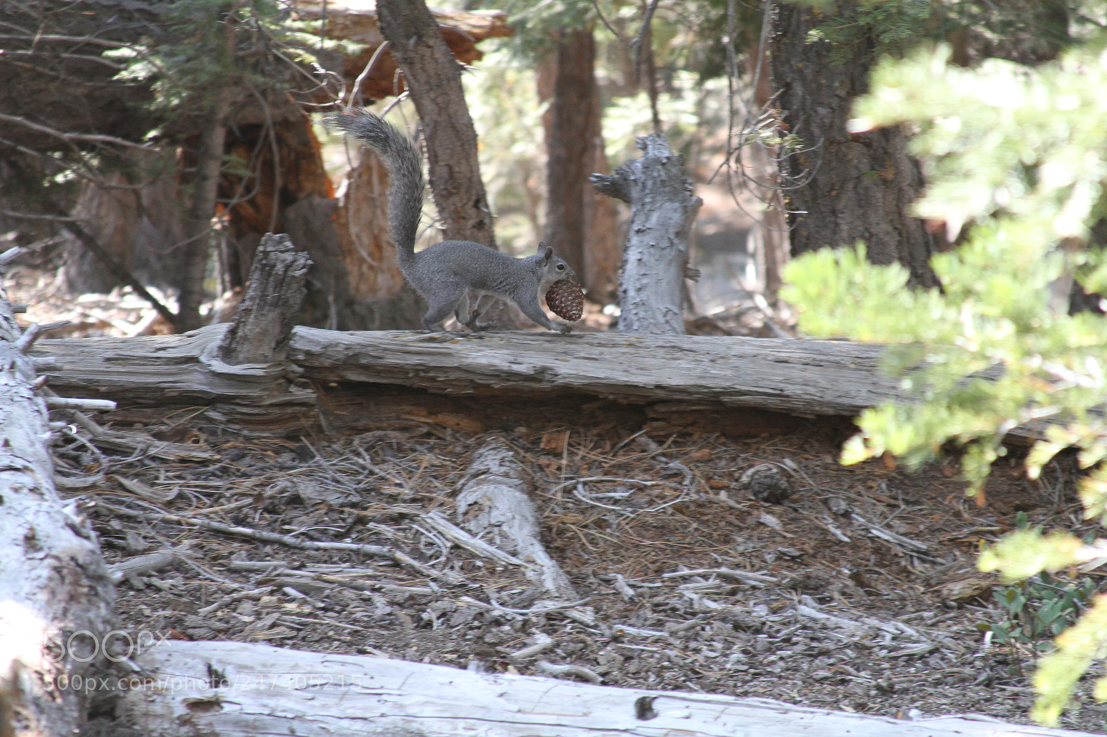 Canon EOS 7D sample photo. Yosemite ashley & henrique photography