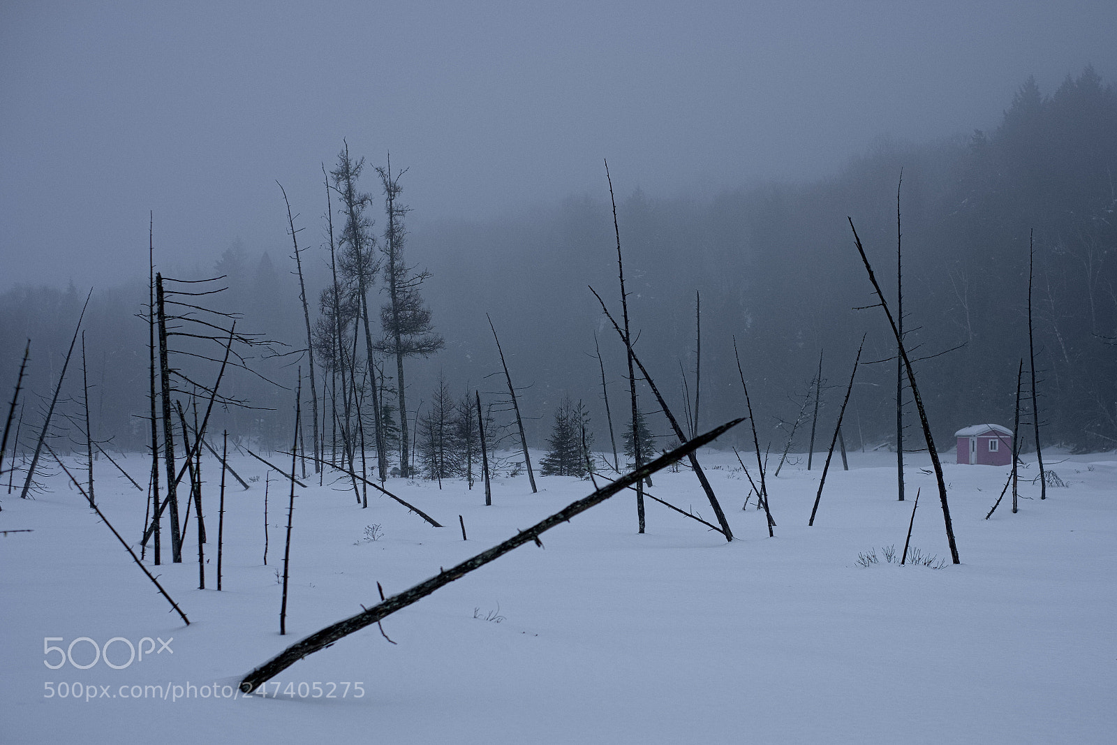 Fujifilm X-Pro2 sample photo. Dead trees photography