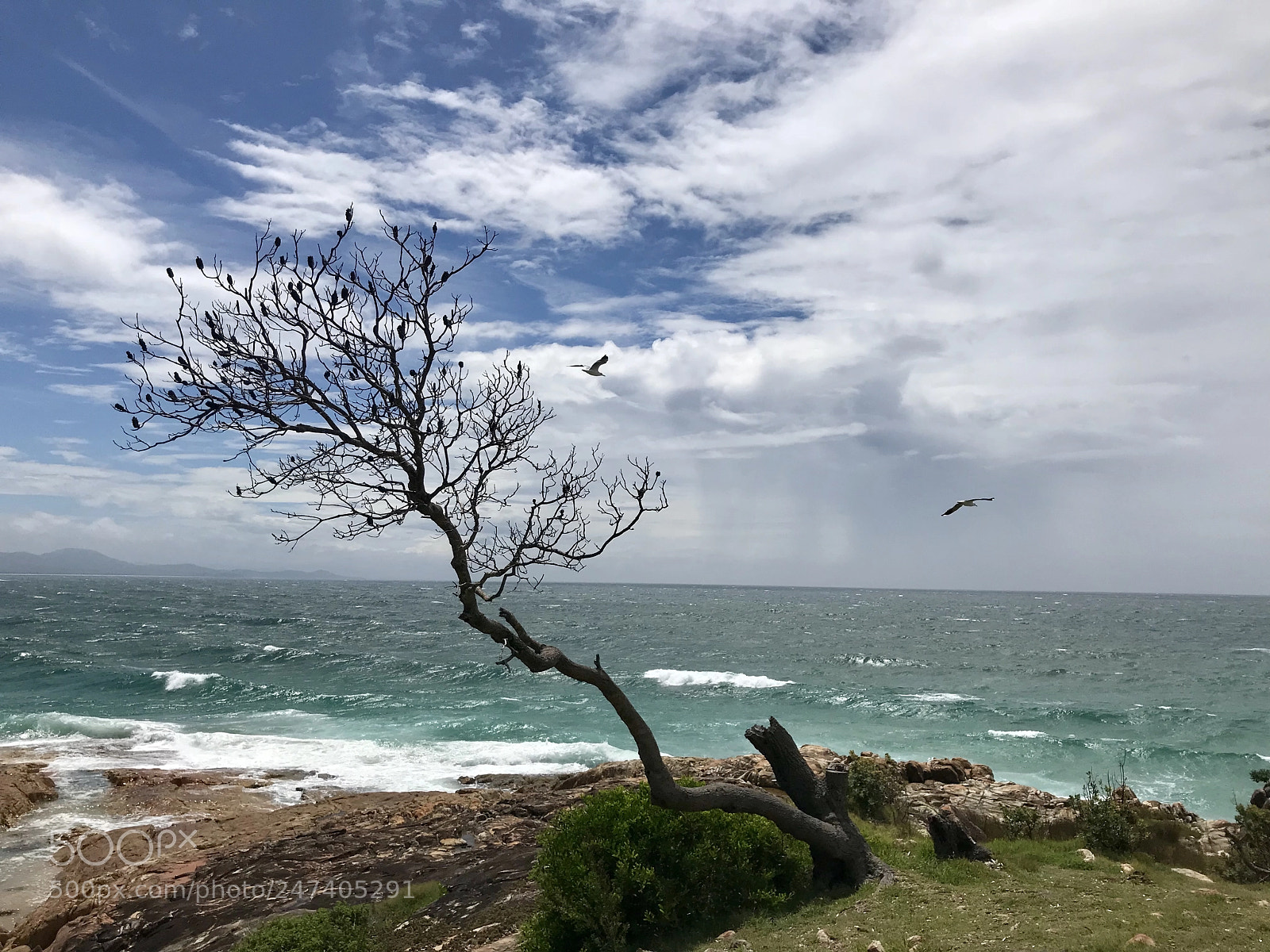 Apple iPhone 7 Plus sample photo. Flying gulls over tree photography