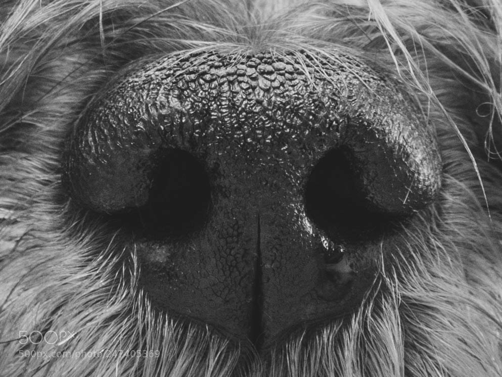 Canon EOS 1300D (EOS Rebel T6 / EOS Kiss X80) sample photo. Dog truffle photography