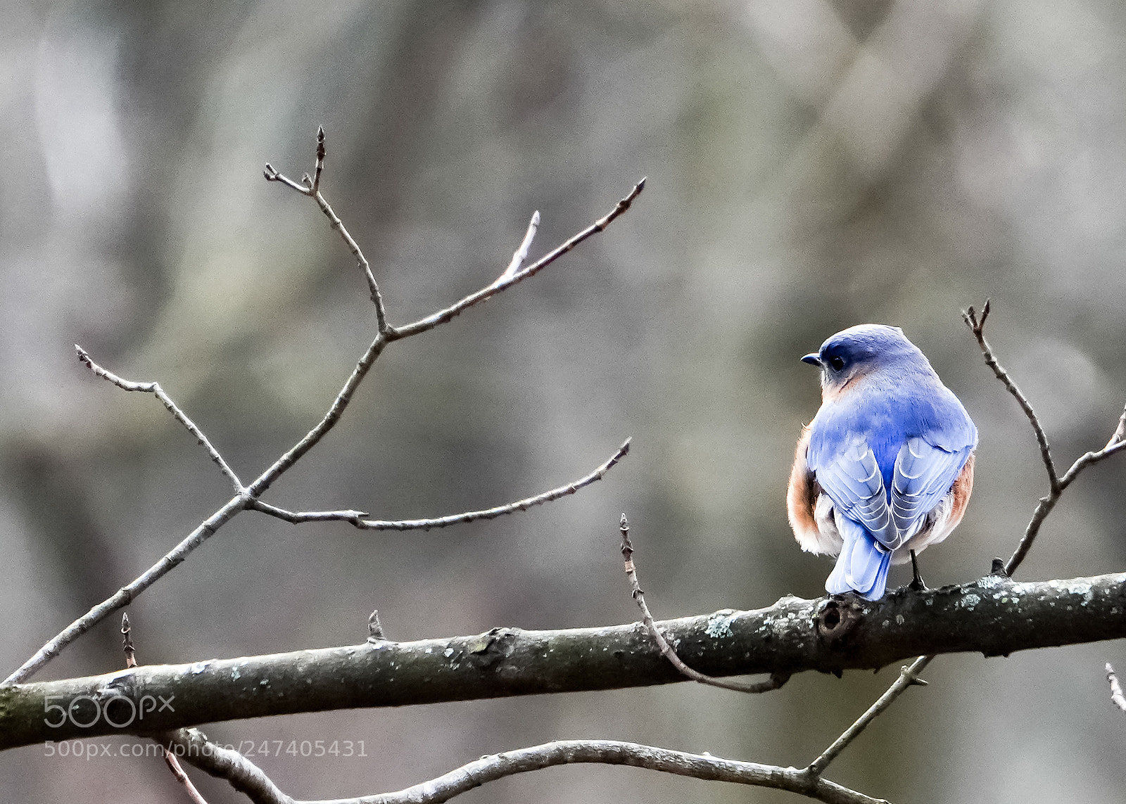 Sony a7R III sample photo. Blue bird photography