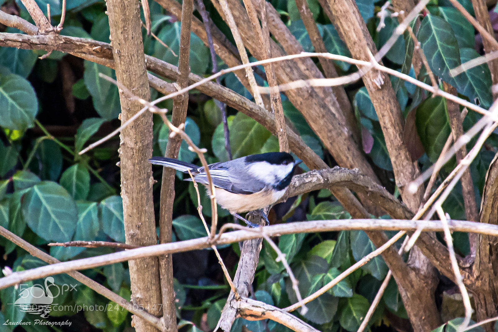 Nikon D5200 sample photo. Almost a blur photography