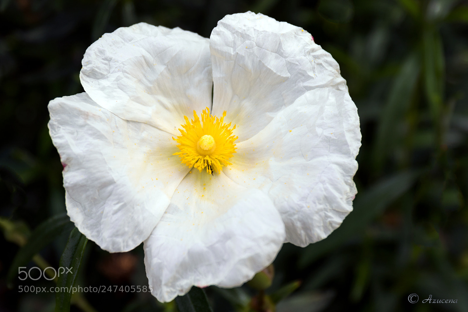 Canon EOS 7D Mark II sample photo. Flor de la jara photography