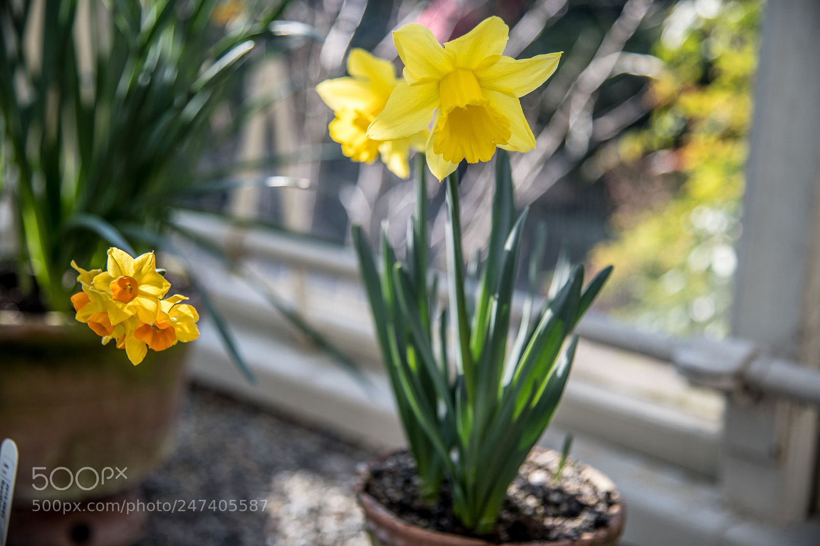 Nikon D850 sample photo. Flower photography