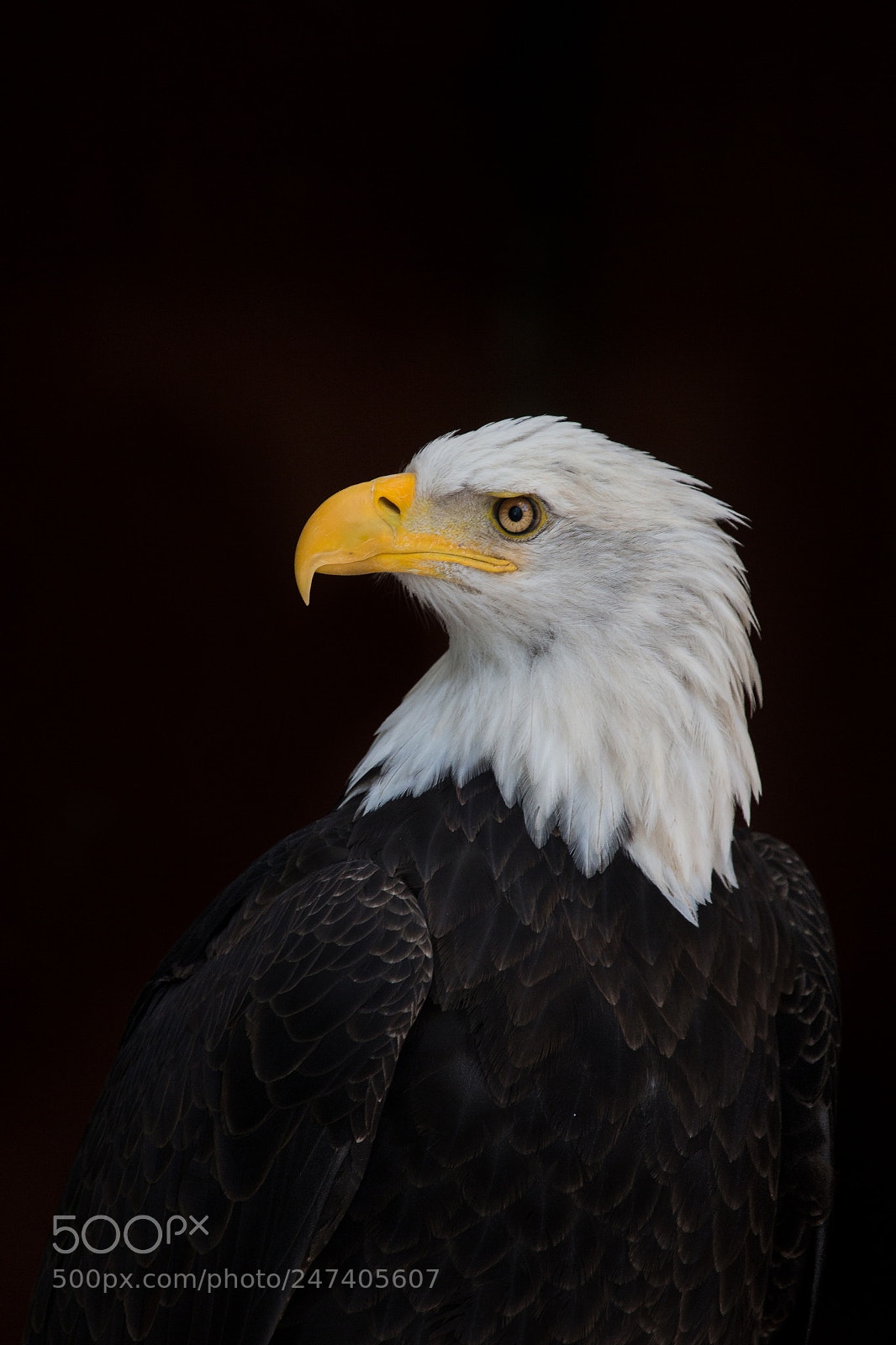 Canon EOS-1D X sample photo. Bald eagle portrait photography
