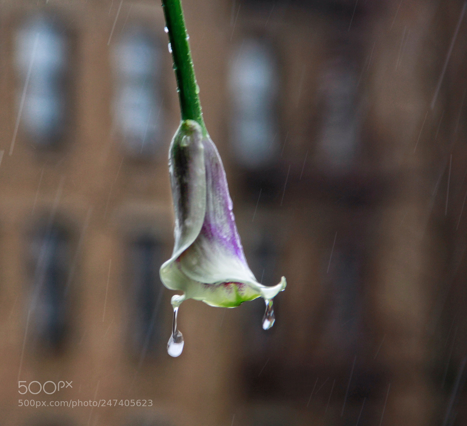 Canon EOS 7D sample photo. Sometimes, love grows without photography