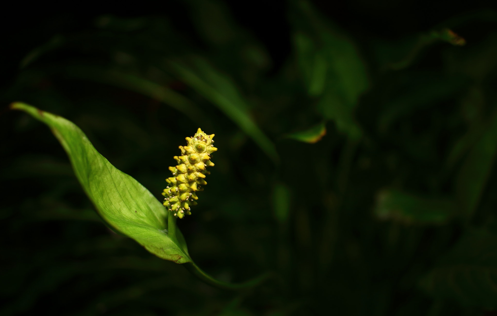 Canon EF-S 24mm F2.8 STM sample photo. A photography