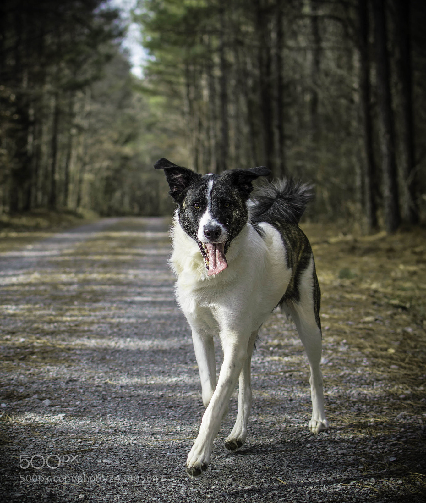 Nikon D7100 sample photo. Miya on the trail photography