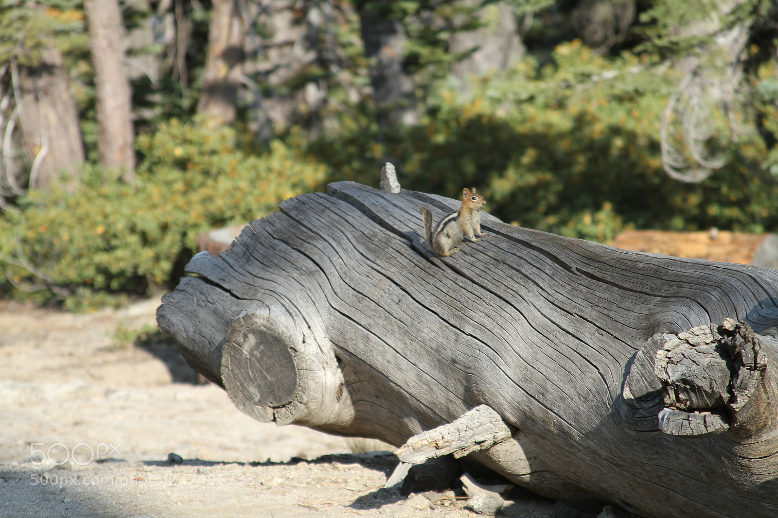 Canon EOS 7D sample photo. Yosemite ashley & henrique photography