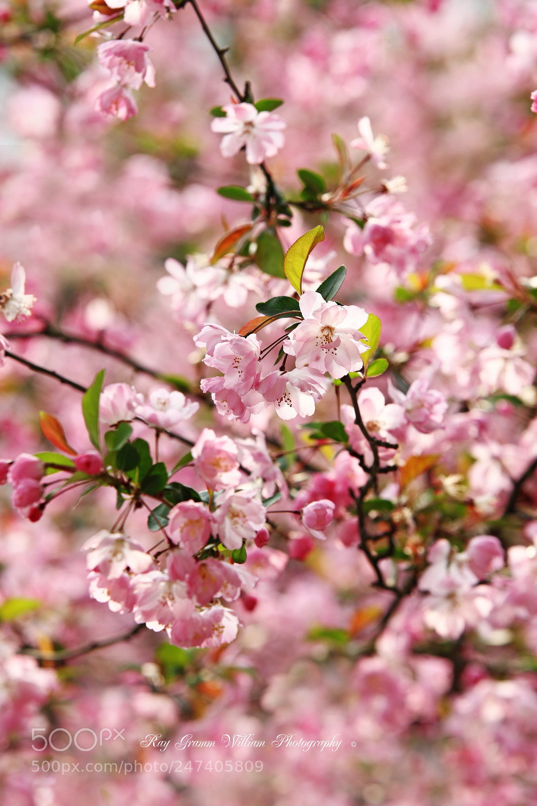 Canon EOS 7D Mark II sample photo. Forever-bloom flowers photography