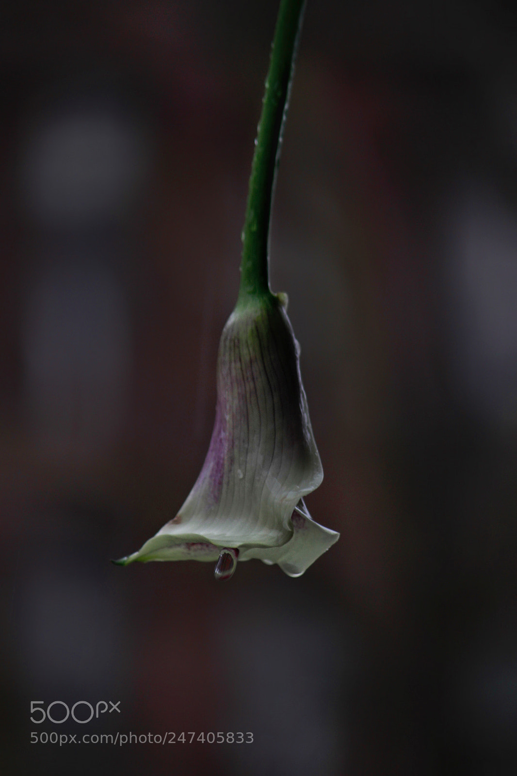 Canon EOS 7D sample photo. Moody days photography