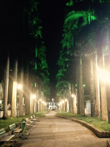 Apple iPhone 5c sample photo. Palmeiras photography