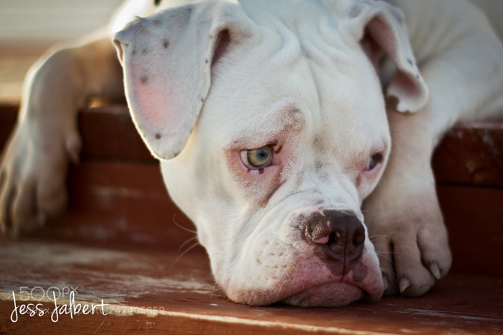 Canon EOS 550D (EOS Rebel T2i / EOS Kiss X4) sample photo. Pouty olde english bulldogue photography