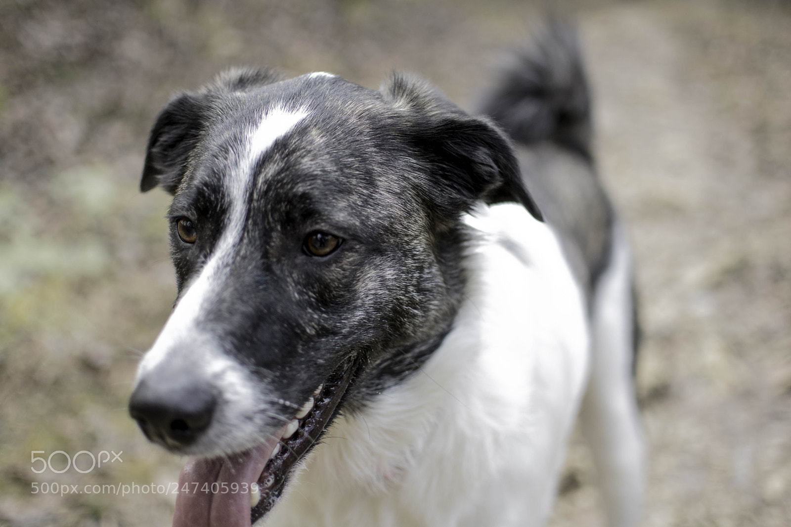 Nikon D7100 sample photo. Miya photography
