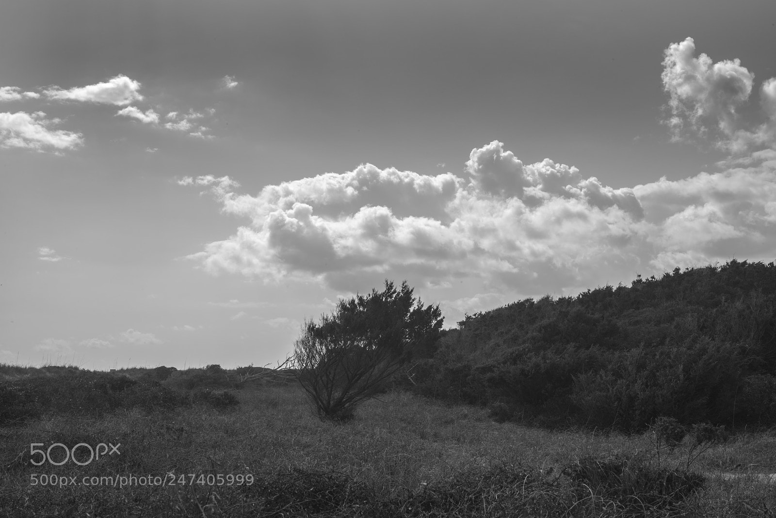 Leica M Monochrom (Typ 246) sample photo. South carolina untitled landscape photography