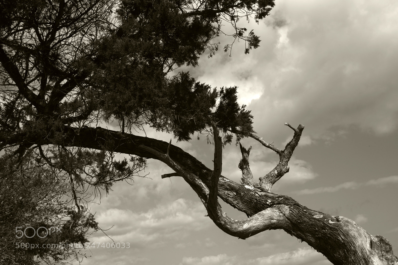 Leica M Monochrom (Typ 246) sample photo. "tree & clouds" photography