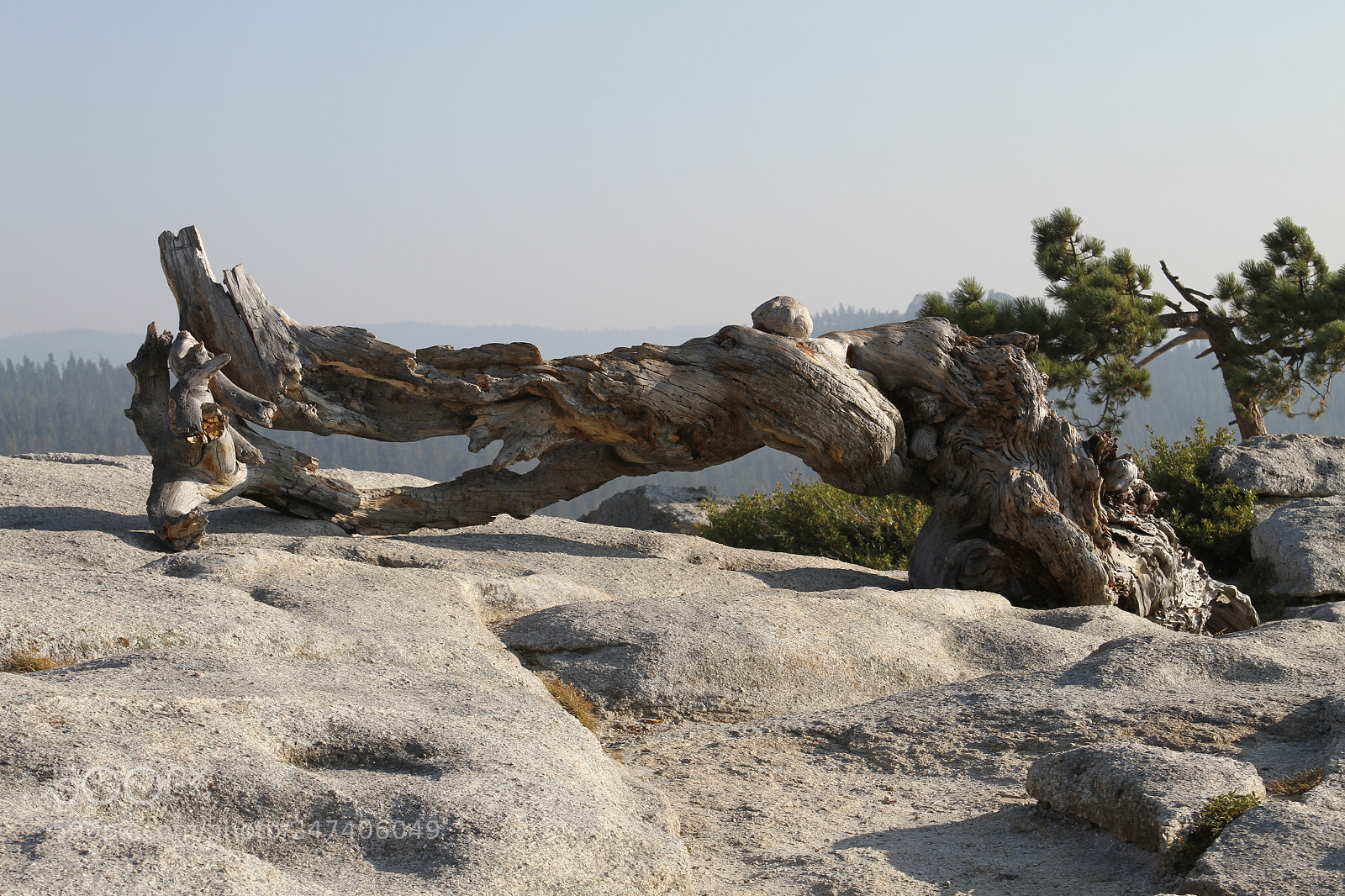 Canon EOS 7D sample photo. Yosemite ashley henrique jeffrey photography