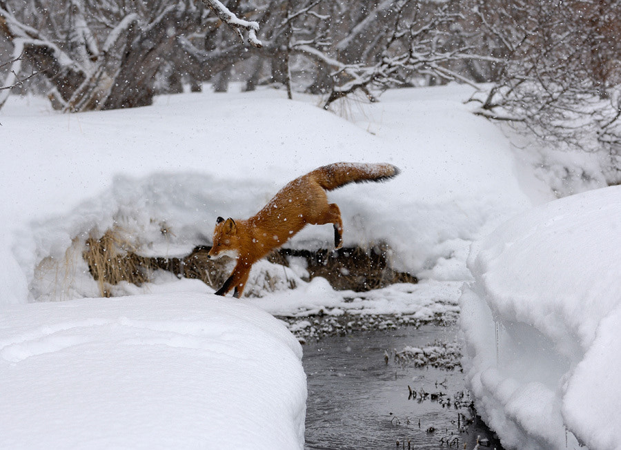 Winter landing. by Igor Shpilenok on 500px.com