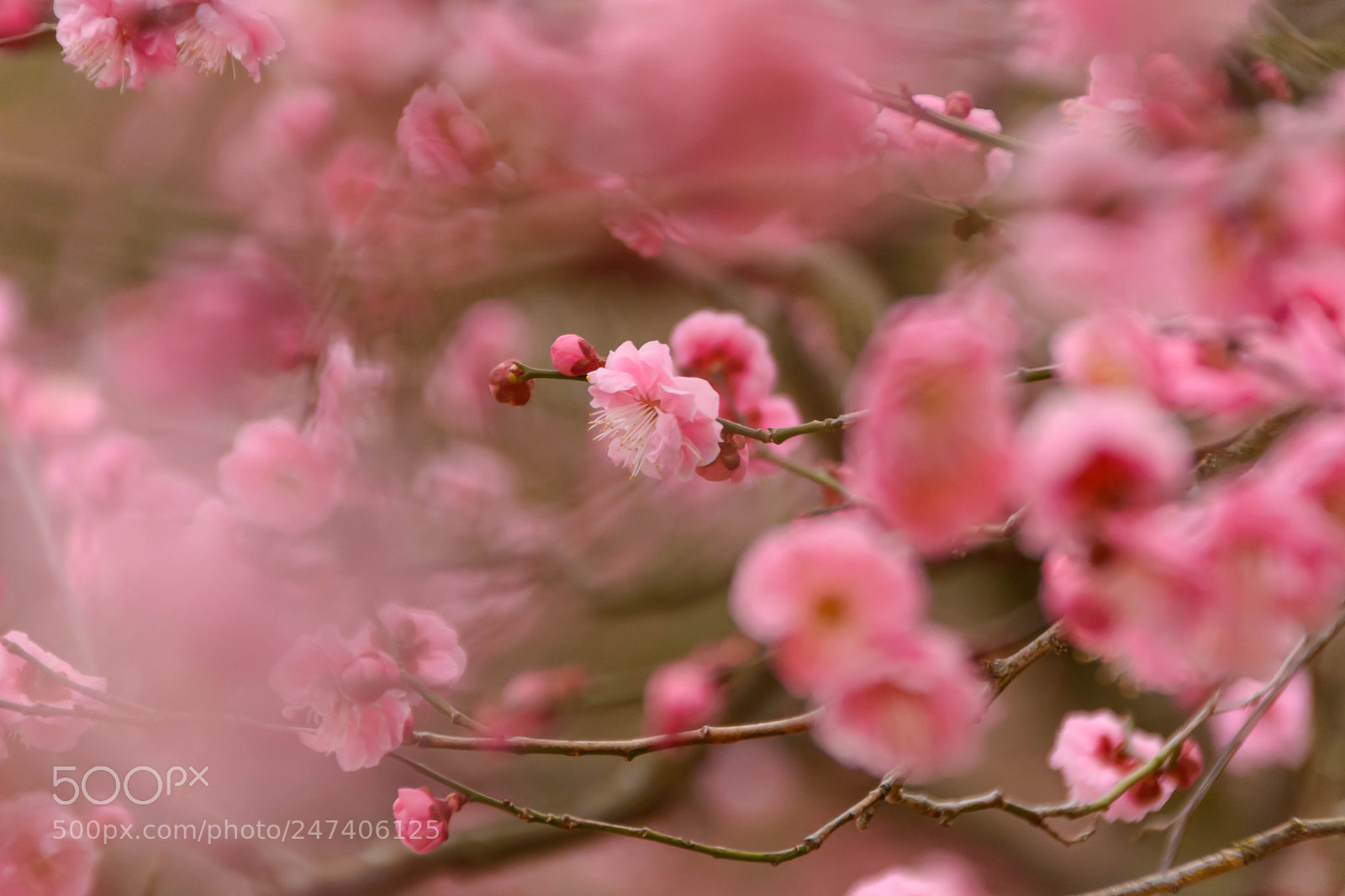 Nikon D5200 sample photo. 梅花 photography