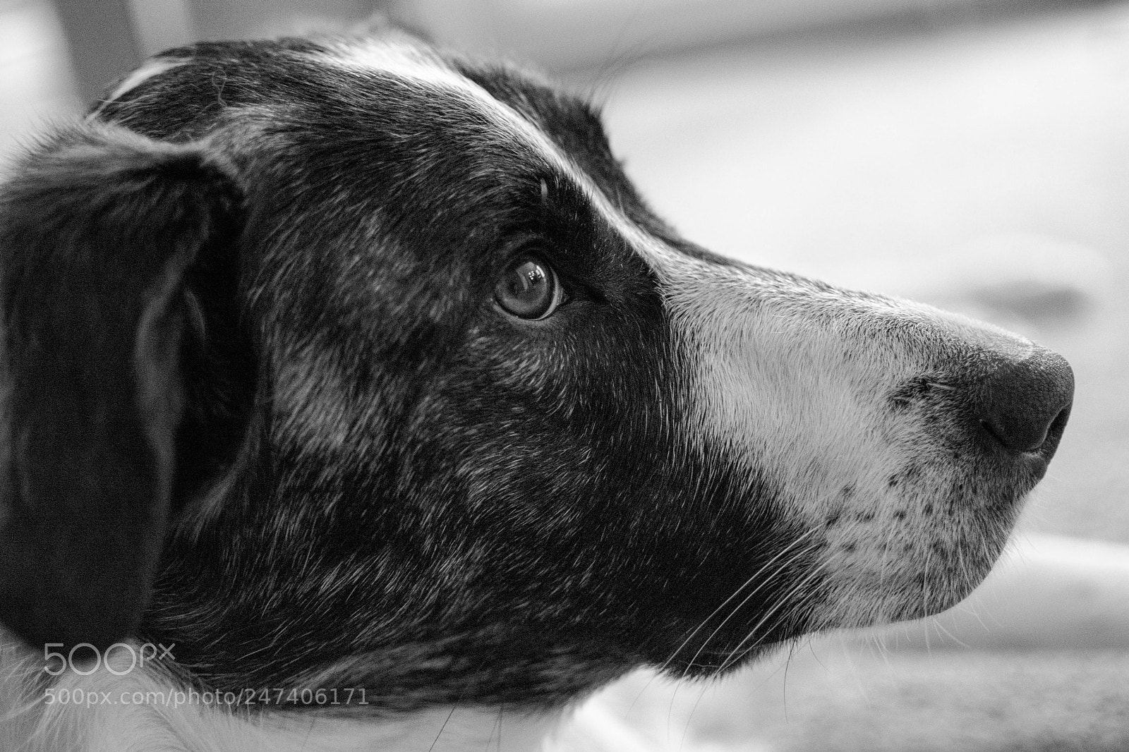 Nikon D7100 sample photo. Miya in black and photography